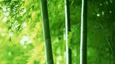 一方青竹立风骨