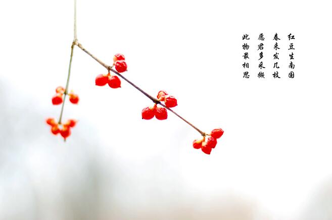 2016202期太湖字谜：此物最相思