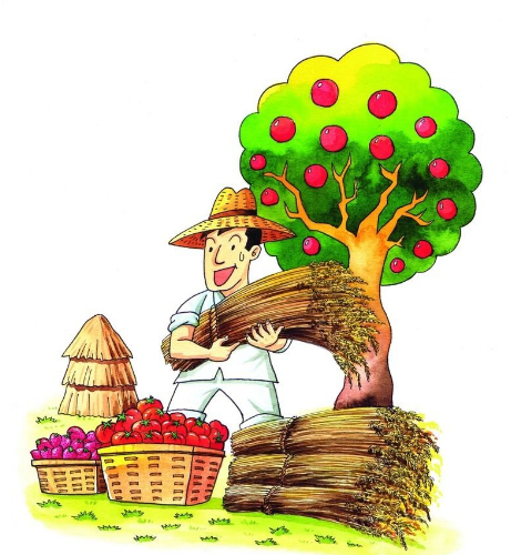 石榴和高粱大丰收