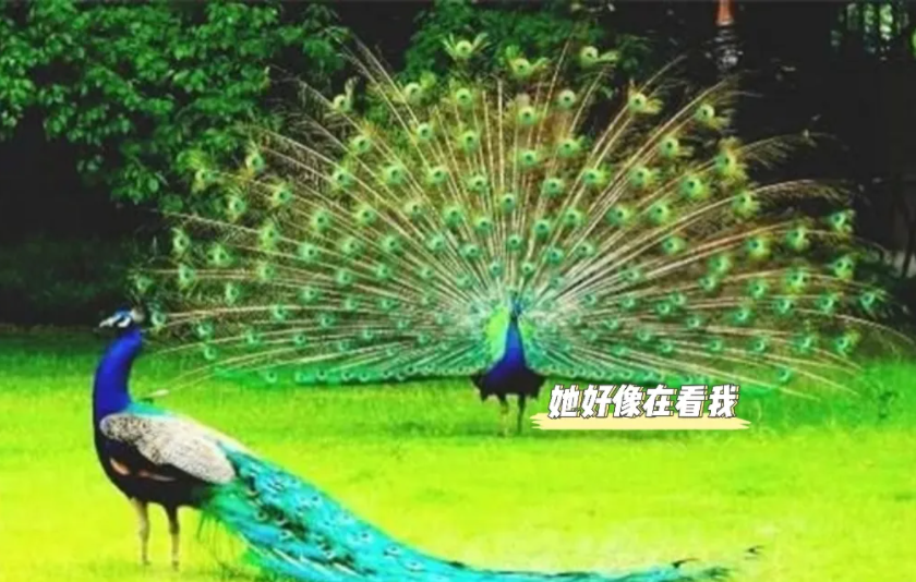 3d第2022102期太湖字谜