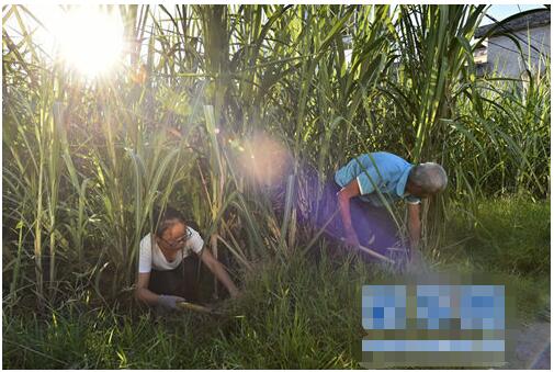 杨小露和父亲杨天福在甘蔗地清理杂草