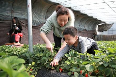 孩子们高兴地自己采摘草莓