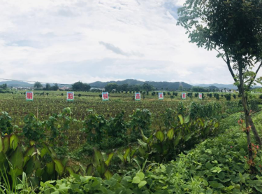 福彩公益金资助的黎川县胭脂柚产业发展态势良好