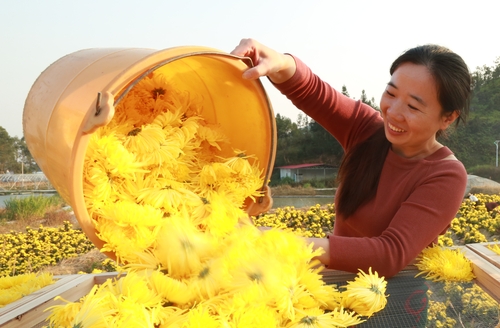 桐江村黄菊喜获丰收